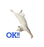 ねこのコロネさんとお友達。（個別スタンプ：10）