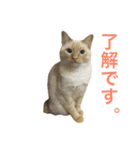 ねこのコロネさんとお友達。（個別スタンプ：11）