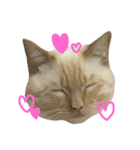 ねこのコロネさんとお友達。（個別スタンプ：12）