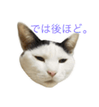 ねこのコロネさんとお友達。（個別スタンプ：13）