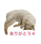 ねこのコロネさんとお友達。（個別スタンプ：14）