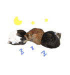 ねこのコロネさんとお友達。（個別スタンプ：15）