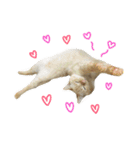 ねこのコロネさんとお友達。（個別スタンプ：16）