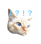 ねこのコロネさんとお友達。（個別スタンプ：17）