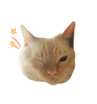 ねこのコロネさんとお友達。（個別スタンプ：18）