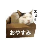ねこのコロネさんとお友達。（個別スタンプ：19）