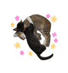 ねこのコロネさんとお友達。（個別スタンプ：21）