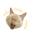 ねこのコロネさんとお友達。（個別スタンプ：23）