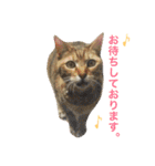 ねこのコロネさんとお友達。（個別スタンプ：24）