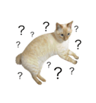 ねこのコロネさんとお友達。（個別スタンプ：25）