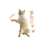 ねこのコロネさんとお友達。（個別スタンプ：26）