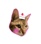 ねこのコロネさんとお友達。（個別スタンプ：27）