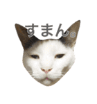 ねこのコロネさんとお友達。（個別スタンプ：31）