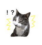 ねこのコロネさんとお友達。（個別スタンプ：32）