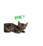 KiFi（個別スタンプ：6）