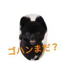 黒ポメぽんた（個別スタンプ：1）