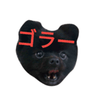 黒ポメぽんた（個別スタンプ：3）