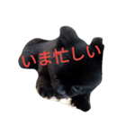 黒ポメぽんた（個別スタンプ：4）