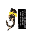 ブラタンダックスタンプ（個別スタンプ：11）