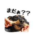 ブラタンダックスタンプ（個別スタンプ：18）