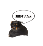 ブラタンダックスタンプ（個別スタンプ：24）
