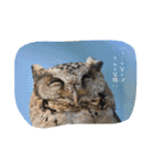 おもしろあにまる（個別スタンプ：13）