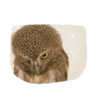 おもしろあにまる（個別スタンプ：19）