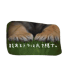 おもしろあにまる（個別スタンプ：27）