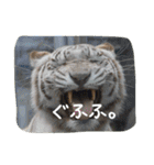 おもしろあにまる（個別スタンプ：28）