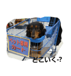 ロイくんパート2♪♪（個別スタンプ：5）