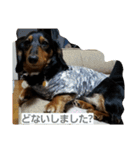 ロイくんパート2♪♪（個別スタンプ：7）
