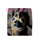 ロイくんパート2♪♪（個別スタンプ：8）