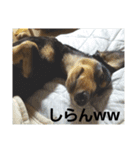 ロイくんパート2♪♪（個別スタンプ：10）