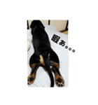 ロイくんパート2♪♪（個別スタンプ：15）