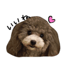 cocker＆poodle MIMI/Dori Vol.2（個別スタンプ：2）