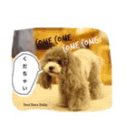 cocker＆poodle MIMI/Dori Vol.2（個別スタンプ：3）