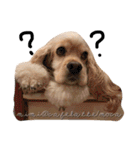 cocker＆poodle MIMI/Dori Vol.2（個別スタンプ：5）