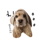 cocker＆poodle MIMI/Dori Vol.2（個別スタンプ：8）