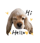 cocker＆poodle MIMI/Dori Vol.2（個別スタンプ：10）