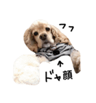 cocker＆poodle MIMI/Dori Vol.2（個別スタンプ：12）