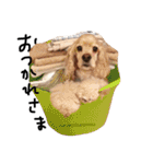 cocker＆poodle MIMI/Dori Vol.2（個別スタンプ：13）