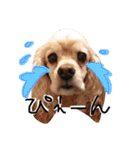 cocker＆poodle MIMI/Dori Vol.2（個別スタンプ：17）