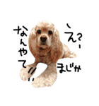 cocker＆poodle MIMI/Dori Vol.2（個別スタンプ：19）