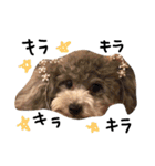 cocker＆poodle MIMI/Dori Vol.2（個別スタンプ：23）