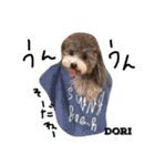 cocker＆poodle MIMI/Dori Vol.2（個別スタンプ：26）