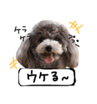 cocker＆poodle MIMI/Dori Vol.2（個別スタンプ：28）