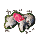 cocker＆poodle MIMI/Dori Vol.2（個別スタンプ：34）