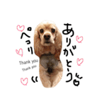cocker＆poodle MIMI/Dori Vol.2（個別スタンプ：36）