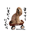 cocker＆poodle MIMI/Dori Vol.2（個別スタンプ：38）