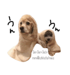 cocker＆poodle MIMI/Dori Vol.2（個別スタンプ：39）